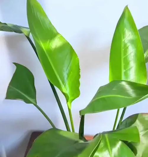 天堂鸟植物的养殖方法是什么？