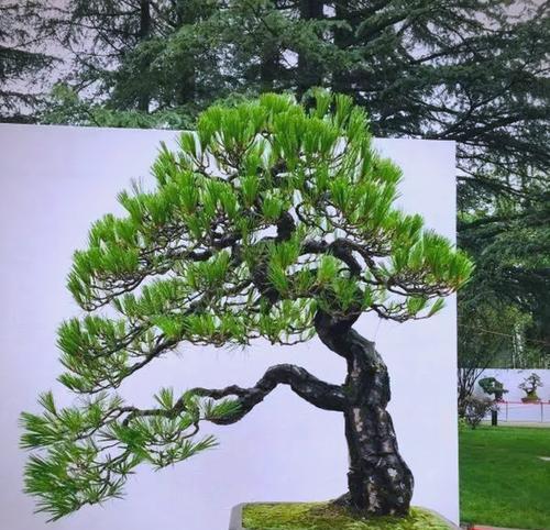 盆景摆放有哪些讲究？