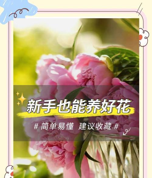 养花时应该选择哪些肥料？养花肥料的使用技巧有哪些？