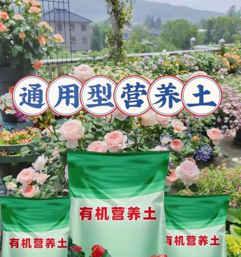 养花时应该选择哪些肥料？养花肥料的使用技巧有哪些？