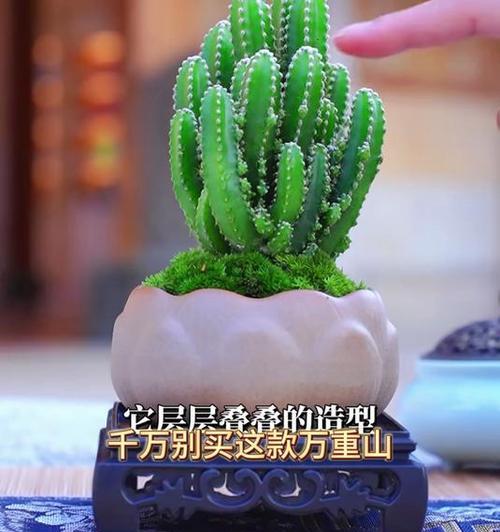 万重山的养殖技巧有哪些？