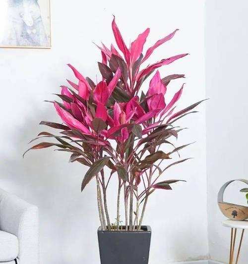 室内适合养哪些花？室内花卉的养护要点是什么？