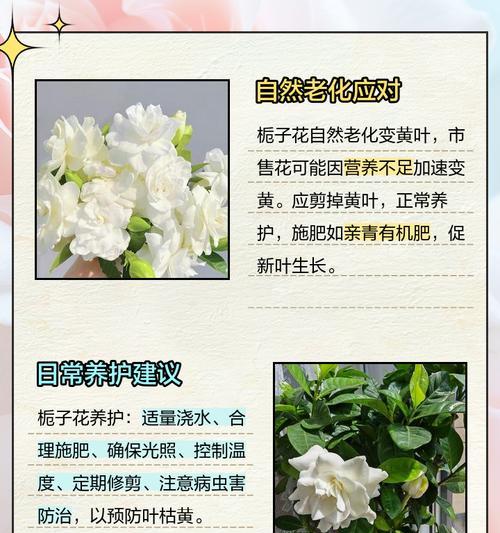 栀子花为什么叶子发黄？栀子花黄叶的原因及解决方法？