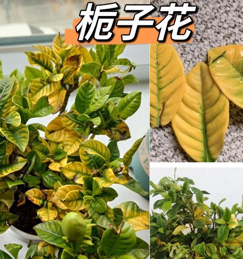栀子花为什么叶子发黄？栀子花黄叶的原因及解决方法？