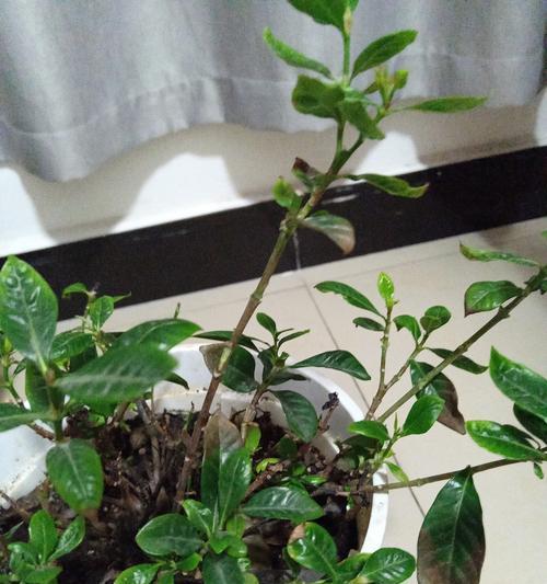 栀子花为什么叶子发黄？栀子花黄叶的原因及解决方法？