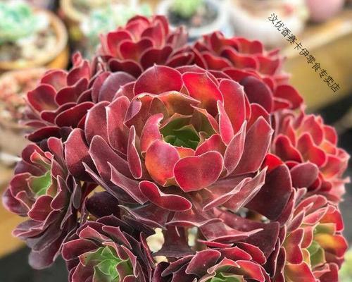法师花多肉植物的寓意是什么？法师花的养殖和繁殖方法有哪些？