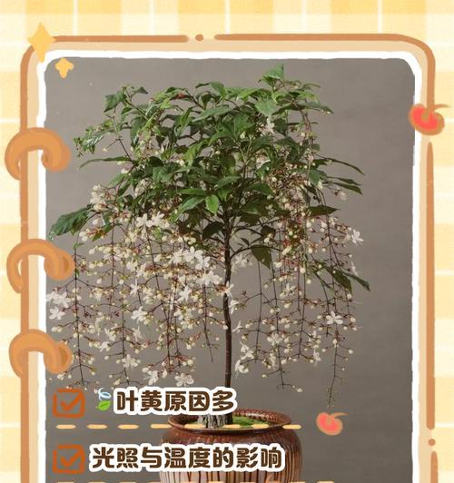 植物叶子卷曲可能是哪些问题导致的？