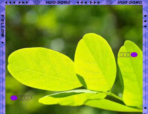 植物叶子卷曲可能是哪些问题导致的？