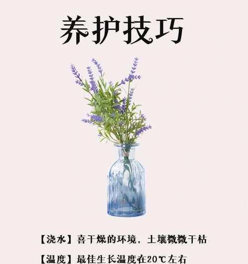 薰衣草哪种品种最好？不同品种的使用和养护方法是什么？