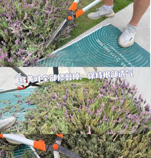 薰衣草哪种品种最好？不同品种的使用和养护方法是什么？