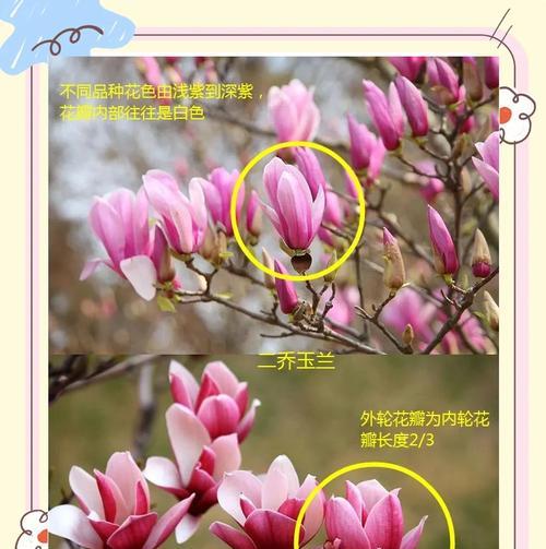 玉兰花种植的正确方法是什么？
