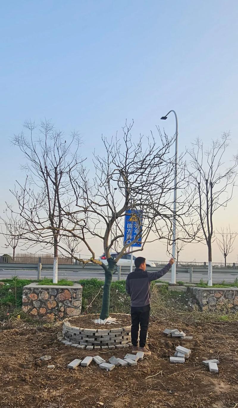 玉兰花种植的正确方法是什么？