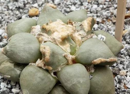 岩牡丹栽培土壤指南：什么土最适宜？