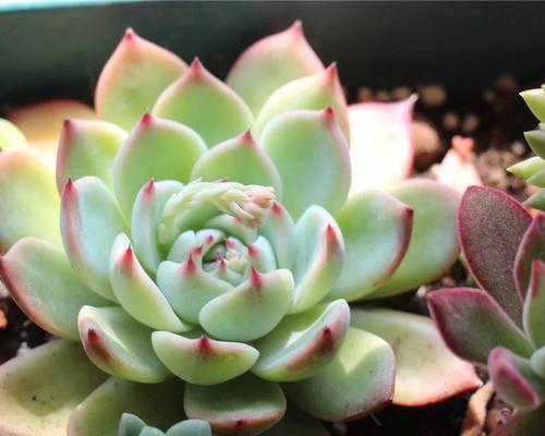 岩牡丹栽培土壤指南：什么土最适宜？
