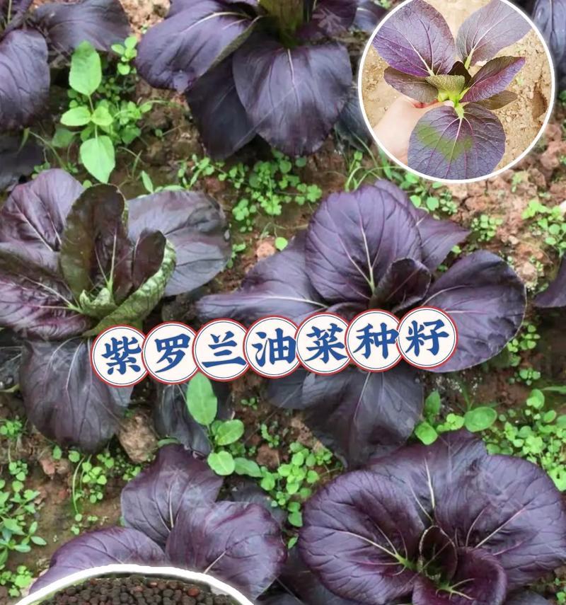 紫罗兰如何种植？紫罗兰种植的步骤和养护要点有哪些？