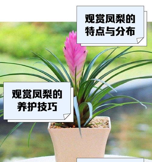 凤梨科花卉品种众多，如何选择？