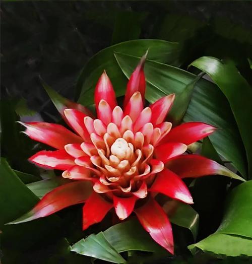 凤梨科花卉品种众多，如何选择？