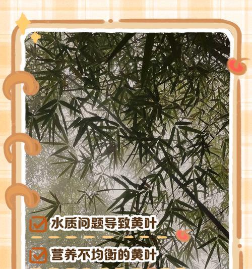 竹子出现黄叶的原因是什么？如何有效解决？