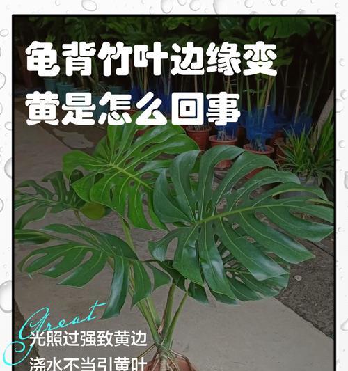 竹子出现黄叶的原因是什么？如何有效解决？