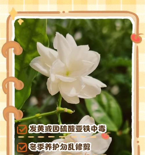 冬季茉莉花的养护技巧有哪些？