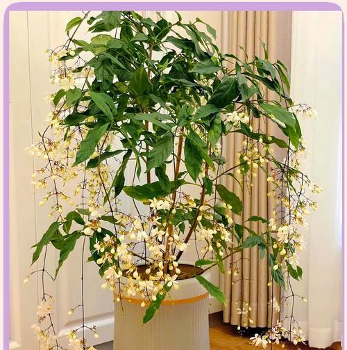 冬季茉莉花的养护技巧有哪些？