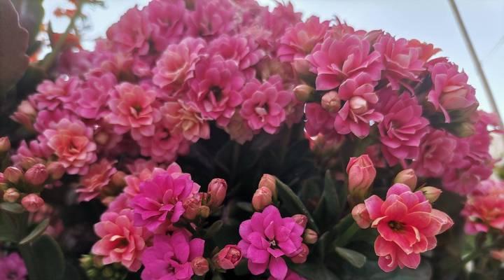 冬季有哪些花卉盛开？