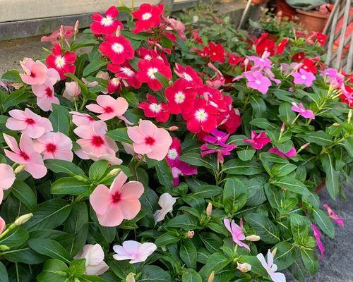 长春花种子的栽种步骤是什么？