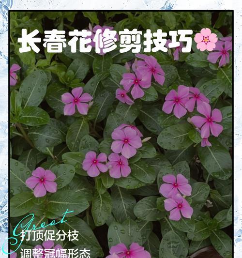 长春花种子的栽种步骤是什么？