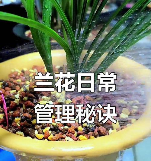 兰花的种植与养护技巧有哪些？