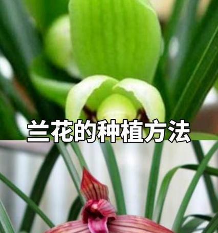 兰花的种植与养护技巧有哪些？