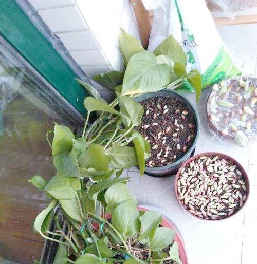花卉烂根的处理方法和预防措施是什么？