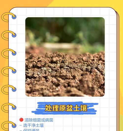 花卉烂根的处理方法和预防措施是什么？