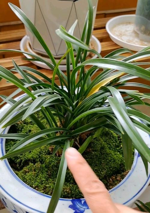 兰花叶片发黄的解决方法？