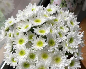 插花需要什么？云南种什么花？