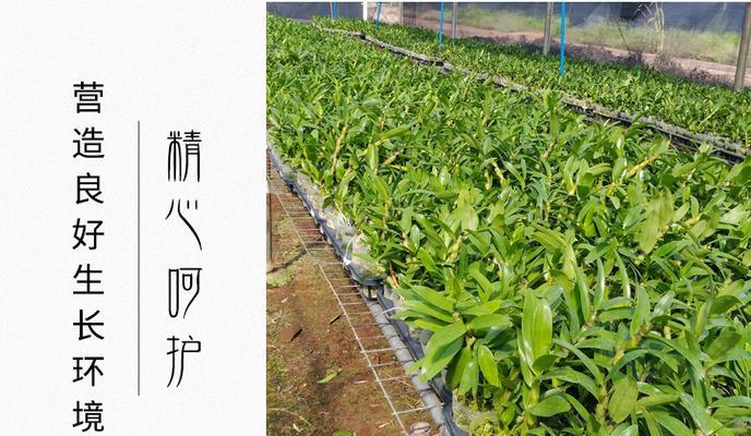 石斛木上种植的步骤是什么？怎样保证石斛在木头上生长良好？