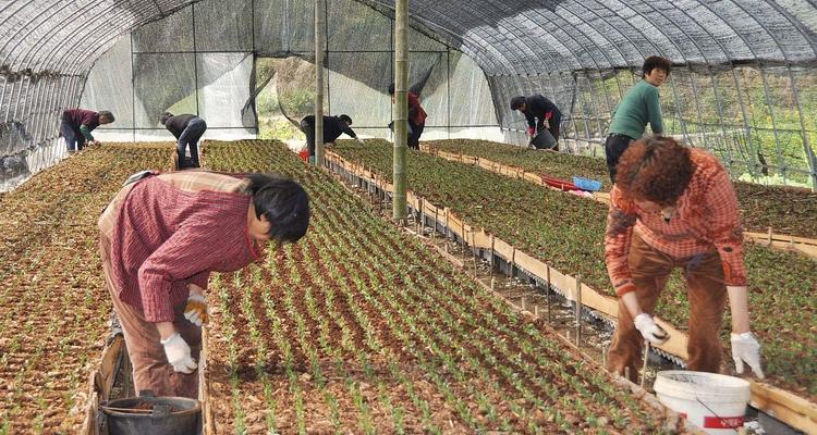 石斛木上种植的步骤是什么？怎样保证石斛在木头上生长良好？