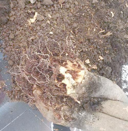 水培白掌烂根如何处理？预防烂根的方法是什么？