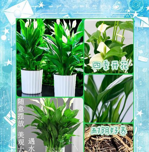 水培白掌烂根如何处理？预防烂根的方法是什么？